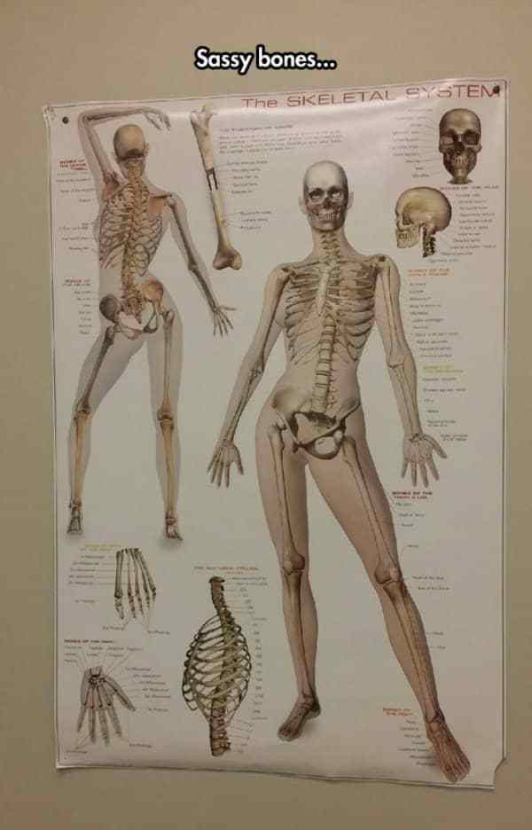 skeletal system poster ideas - Sassy bones... The Skeletal System