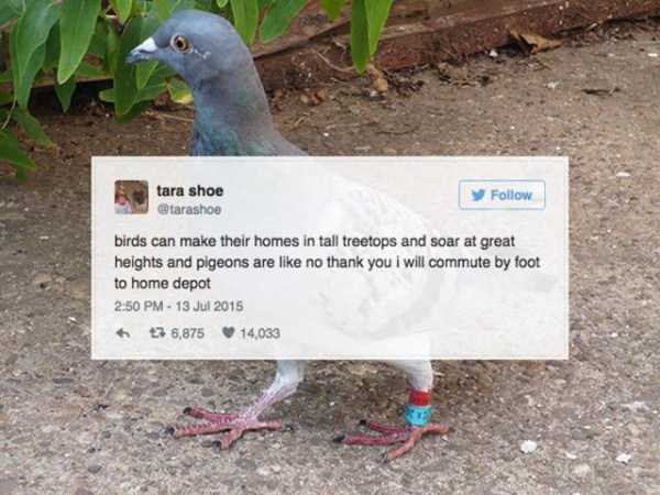 carrier pigeon facts - tara shoe tarashoe birds can make their homes in tall treetops and soar at great heights and pigeons are no thank you i will commute by foot to home depot 76,875 14,033