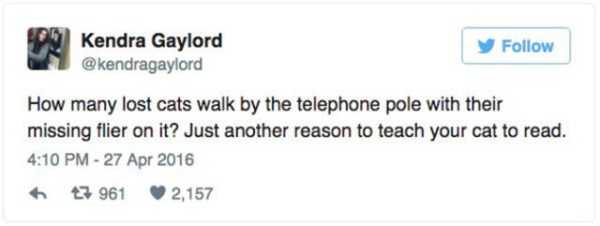 english language weird sentences - Kendra Gaylord y How many lost cats walk by the telephone pole with their missing flier on it? Just another reason to teach your cat to read. 3 961 2,157