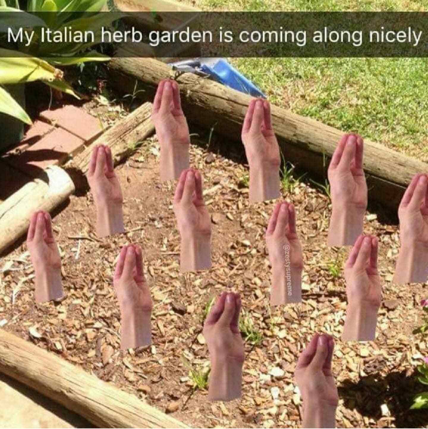 italian herb garden meme - My Italian herb garden is coming along nicely