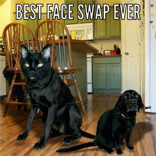 best face swap ever dog cat - Best Face Swap Ever