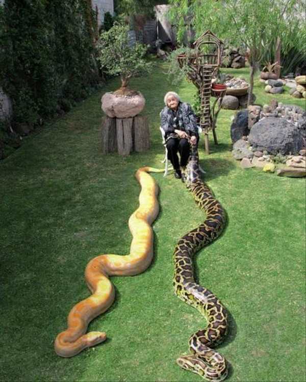 old lady with snakes
