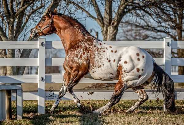 appaloosa stallion horse