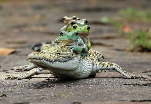 baby crocodile with frogs