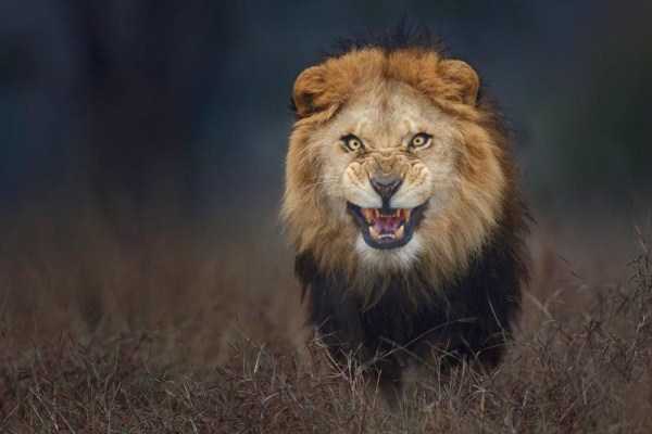 atif saeed lion