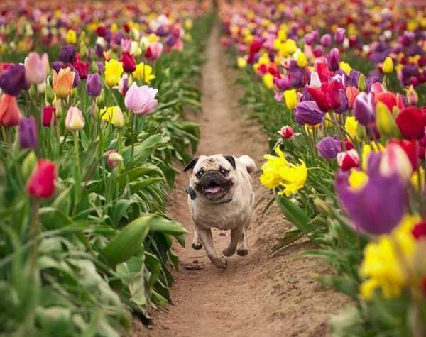 pug tulips