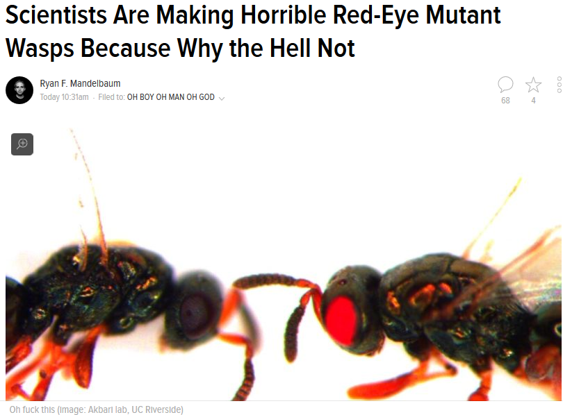 wasp red - Scientists Are Making Horrible RedEye Mutant Wasps Because Why the Hell Not Ryan F. Mandelbaum Today am Filed to Oh Boy Oh Man Oh God 68 4 Oh fuck this Image Akbari lab, Uc Riverside