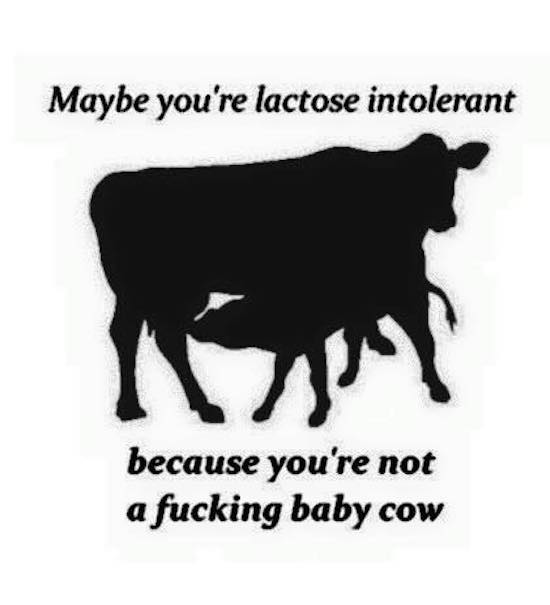 bull - Maybe you're lactose intolerant because you're not a fucking baby cow