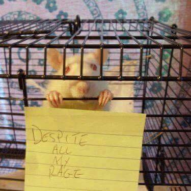 amazing picture of despite all my rage i m still just a rat in