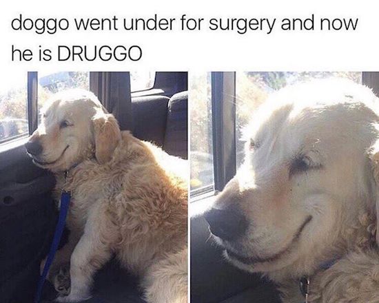 random high doggo - doggo went under for surgery and now he is Druggo