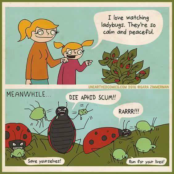 lady bugs meme - I love watching ladybugs. They're so calm and peaceful. Unearthed Comics.Com 2016 Osara Zimmerman Meanwhile... Die Aphid Scum!! Rarrr!!! Save yourselves! Run for your lives!