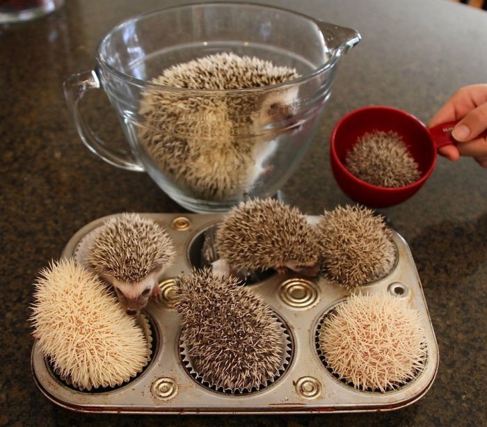 random pic hedgehog cupcakes meme