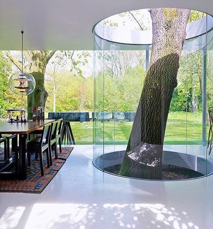 random pic tree in glass house