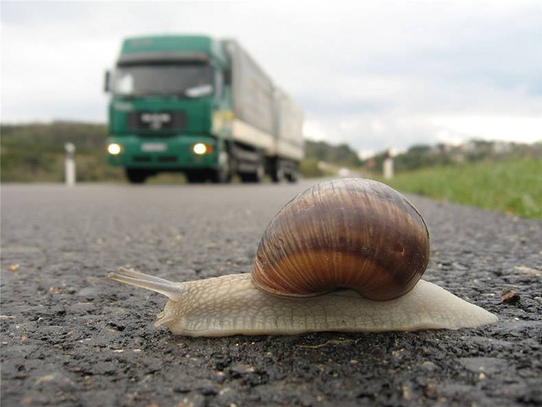 random pic snail in danger