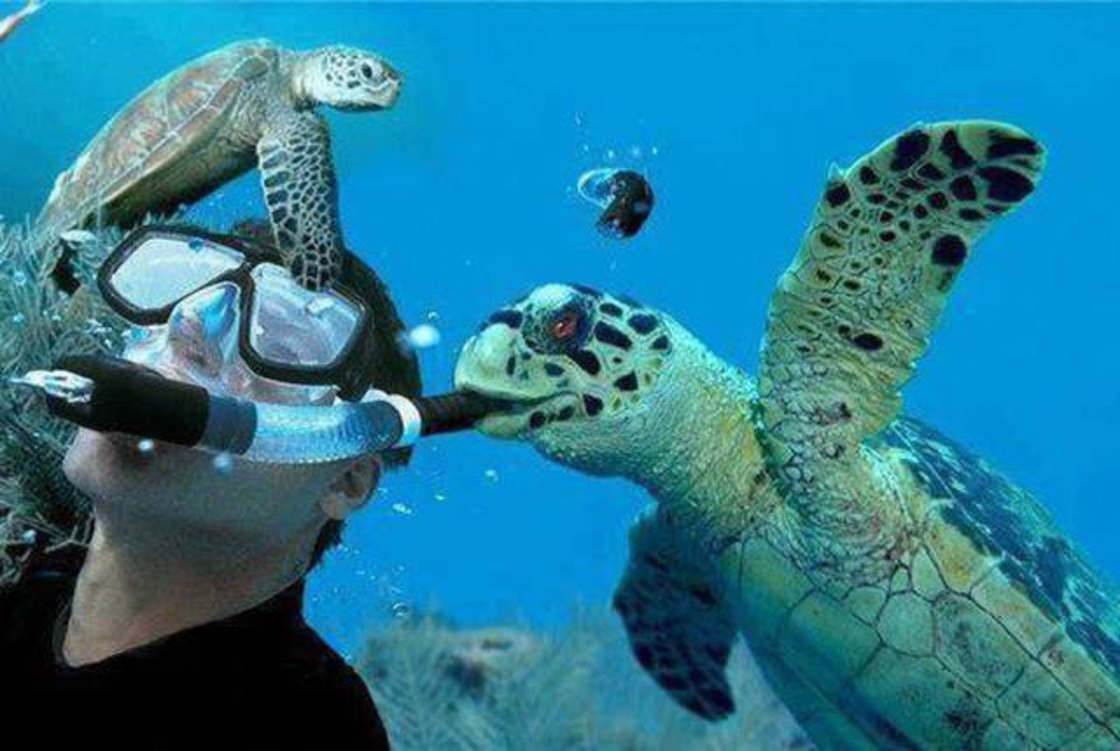 sea turtles funny