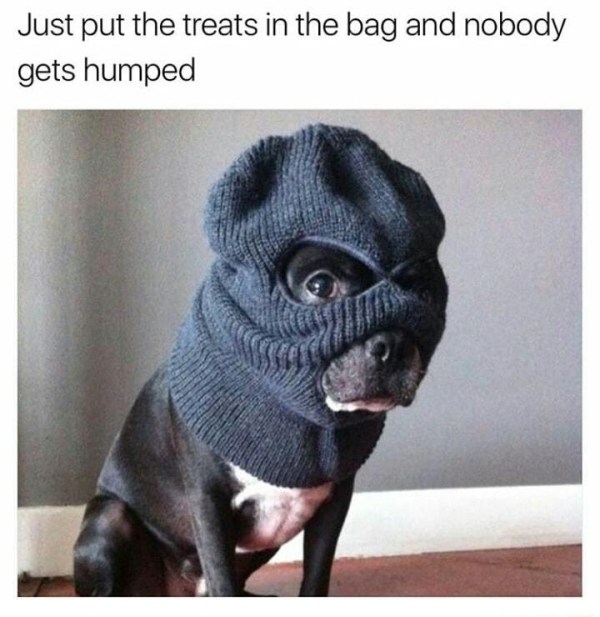 put the treats in the bag meme - Just put the treats in the bag and nobody gets humped