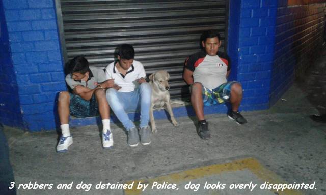 3 robbers and dog detained by Police, dog looks overly disappointed.