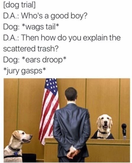 good boy dog meme - dog trial D.A. Who's a good boy? Dog wags tail D.A. Then how do you explain the scattered trash? Dog ears droop jury gasps