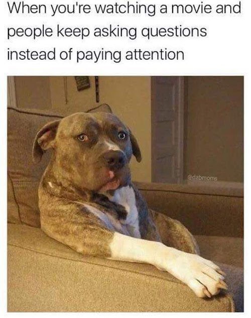 dog movie memes - When you're watching a movie and people keep asking questions instead of paying attention odamoms