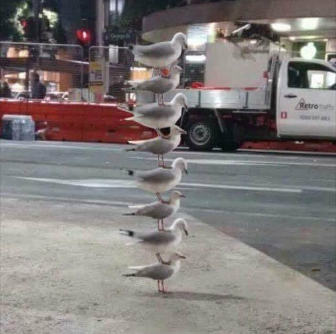 seagull standing on another seagull - Retro