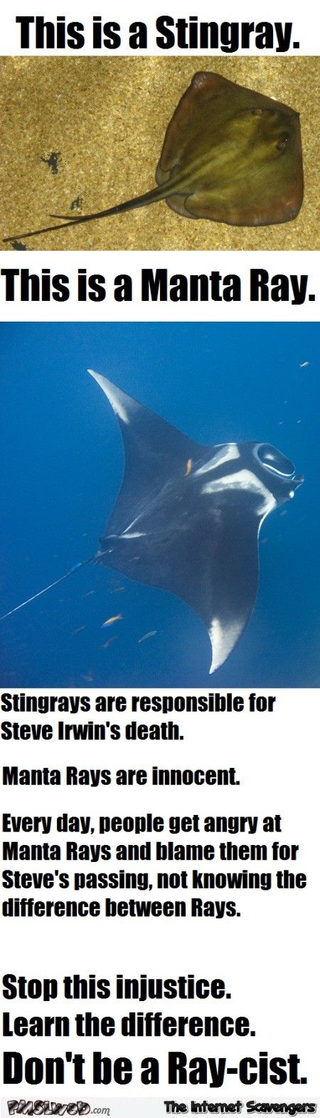 ray cism - This is a Stingray. This is a Manta Ray. Stingrays are responsible for Steve Irwin's death. Manta Rays are innocent. Every day, people get angry at Manta Rays and blame them for Steve's passing, not knowing the difference between Rays. Stop thi
