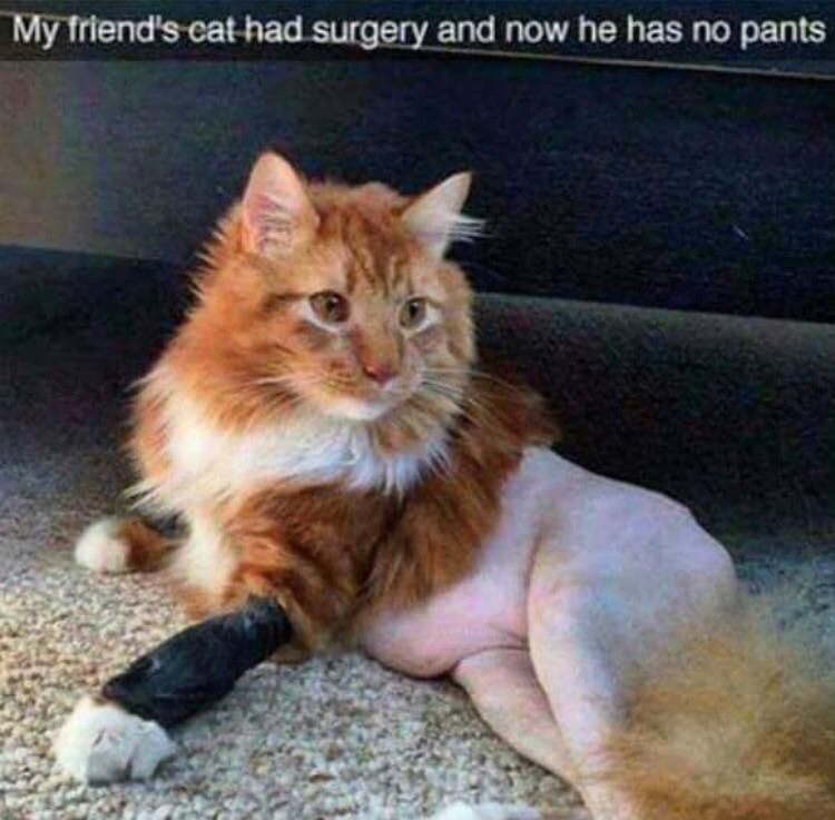 paint me like one of your french cats - My friend's cat had surgery and now he has no pants