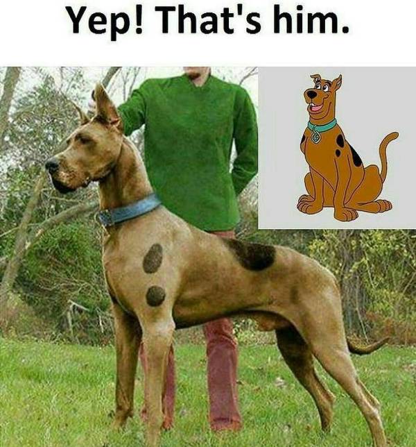 real life scooby doo - Yep! That's him.