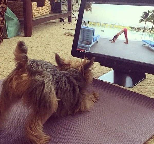 yorkie doing yoga