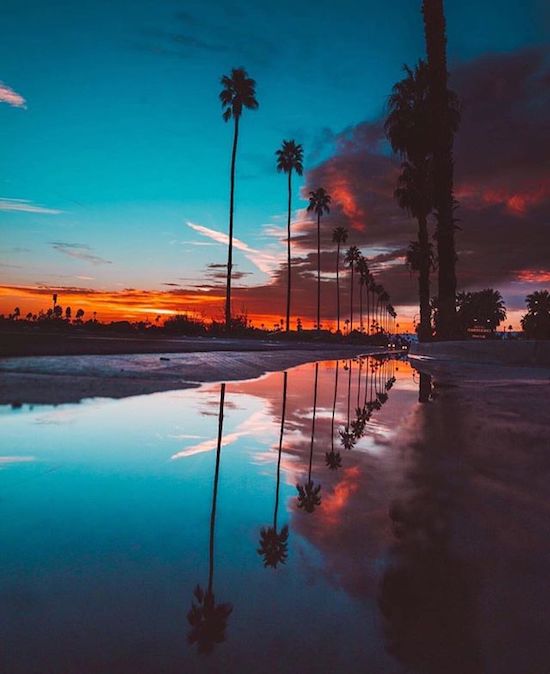 Reflected palm trees at sunset.