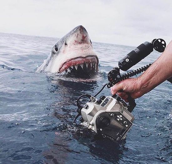 Taking photo of shark in the water.