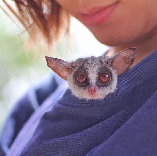 Very cute critter hiding in someone's shirt.
