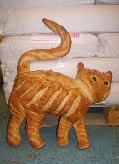 pure bread cat