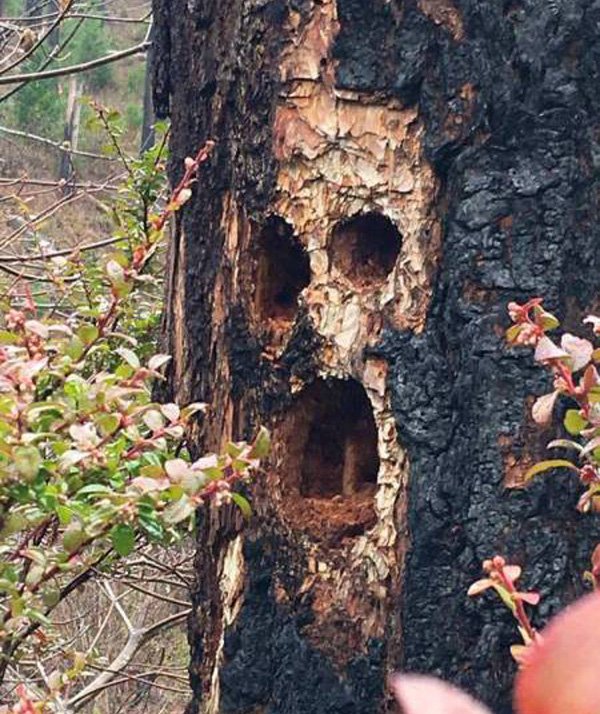 random pic skull carved in tree