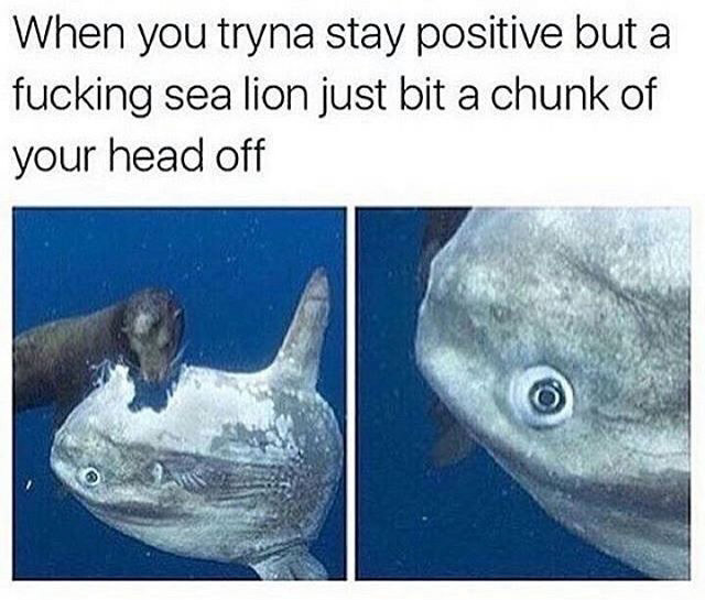 sun fish meme - When you tryna stay positive but a fucking sea lion just bit a chunk of your head off