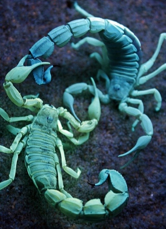 scorpion fight - 10
