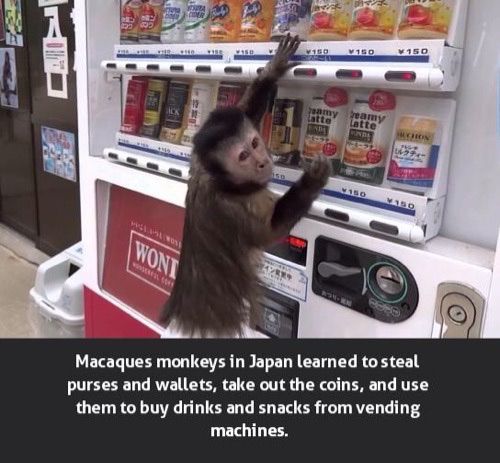 Meme about monkeys in Japan that learned to steal purses and wallets to get coins to use to buy drinks and snacks.