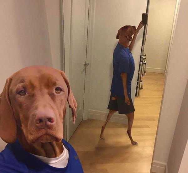 Dog taking a selfie which is made hilarious by his reflection showing it really is him taking the pic.