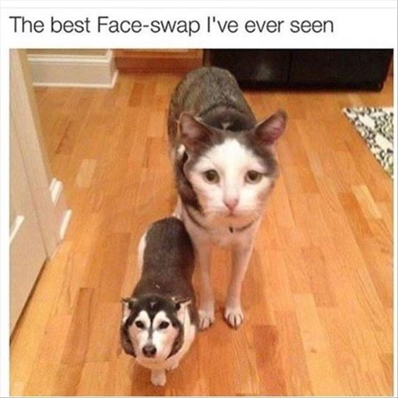 Awesome face swap between cat and dog.