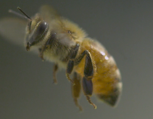 honey bee gif