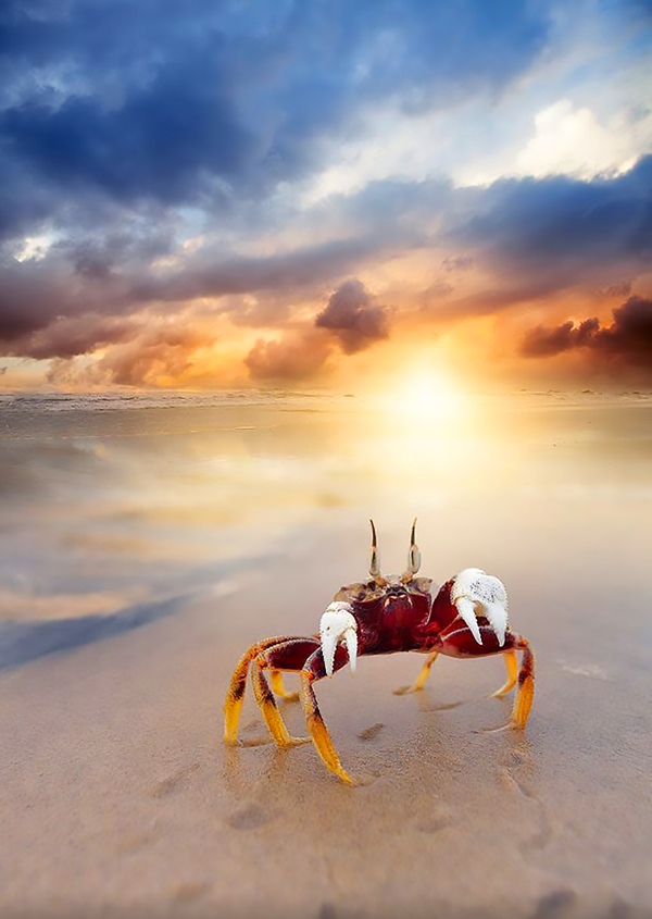 Red crab on the beach in a grandiose sunset.