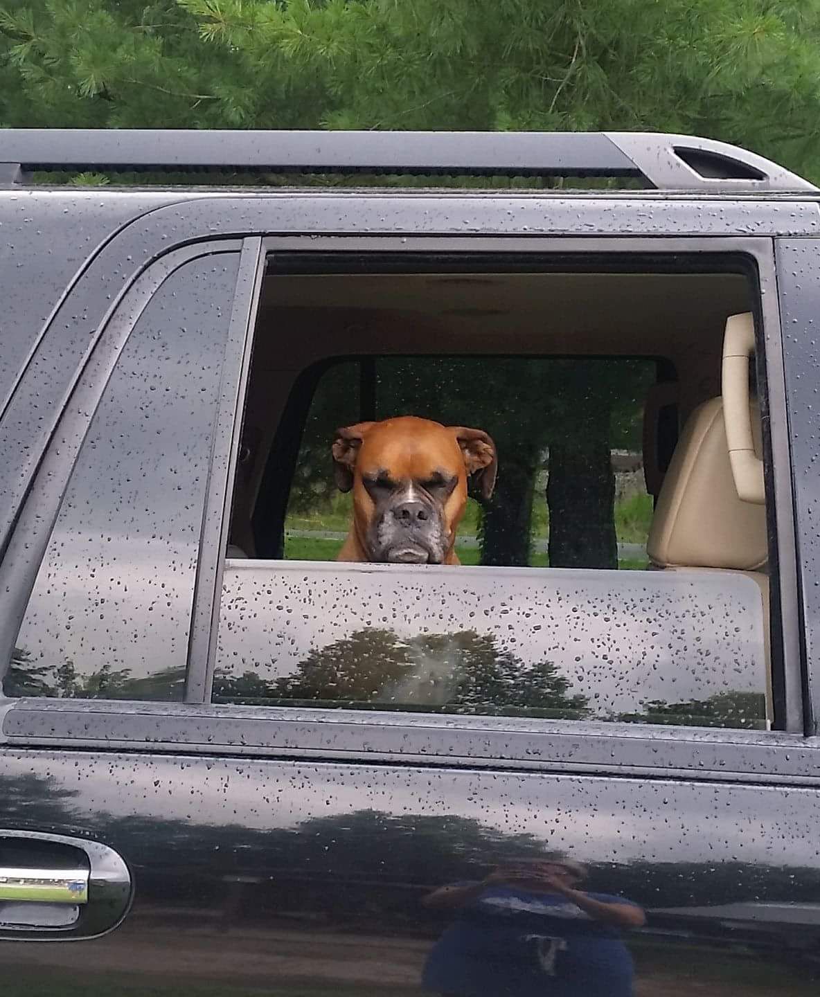 Dog in a SUV looking mad at you for something.