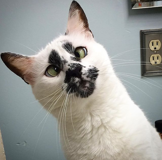 Cross eyed cat with lots of spot activities on the middle of his face.