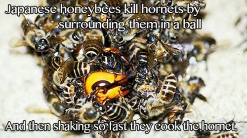 japanese honey bee killing hornet - Japanese honeybees kill hornets by surrounding them in a ball 43 And then shaking so fast they cook the hornet