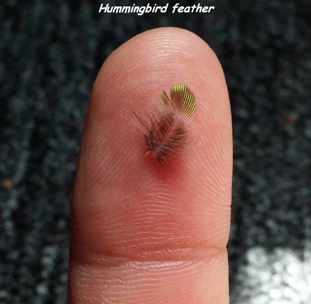 feather of a hummingbird - Hummingbird feather