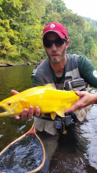 golden trout alberta