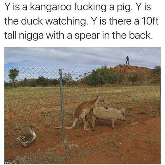 kangaroo fucking a pig - Yis a kangaroo fucking a pig. Y is the duck watching. Y is there a 10ft tall nigga with a spear in the back.