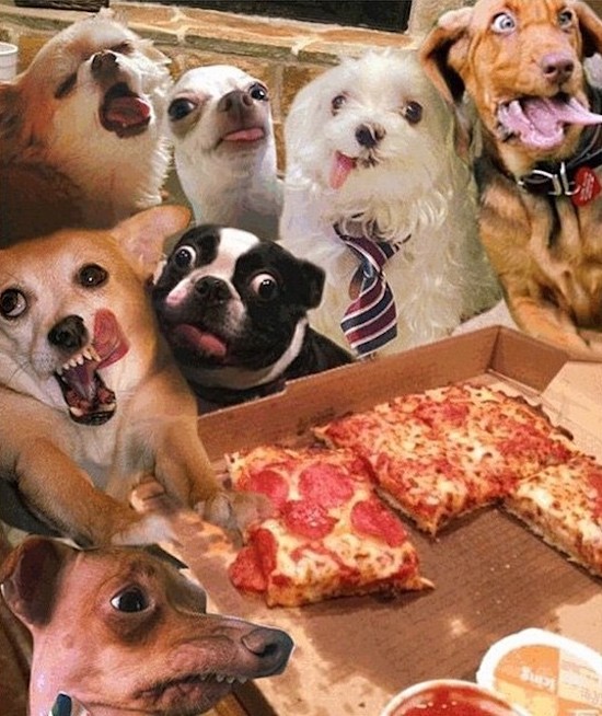 dogs pizza