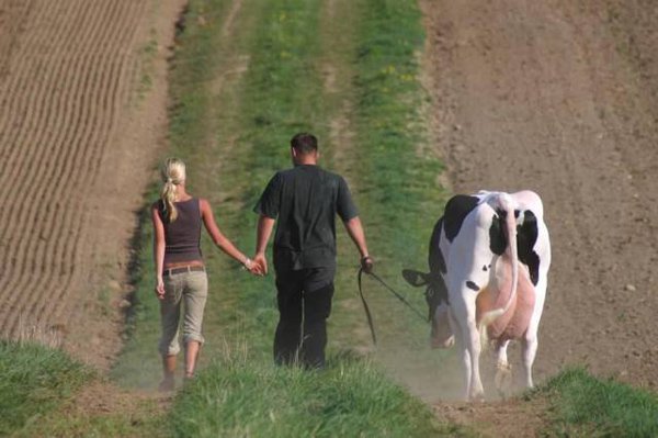 Man walking through the fields with his girl in one hand, and his cow in the other.