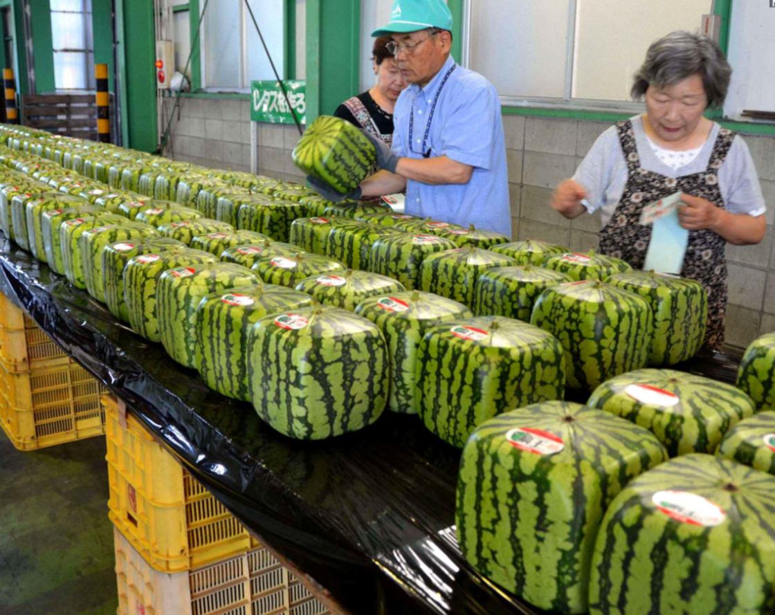 Watermelon that is cube in shape in Japan