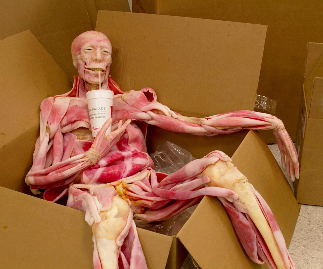 Plastic muscle figure for medical learning posed to be sitting in a box and sipping on a soda.